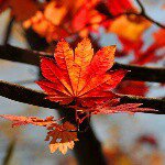 11378330_1649976195239595_1708657782_a