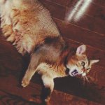 11381012_106464336359358_651275281_a