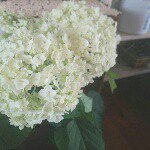 11423983_659142957553279_1973221651_a