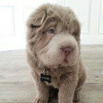 11327030_1594535747467968_63271375_a