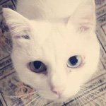 11269668_702641423175023_1266301770_a