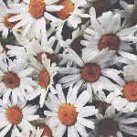 11325888_437493296411756_671042462_a