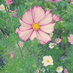 11348289_478987675607939_88540760_a