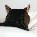 10593459_1465024567082876_514574438_a