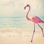 11356728_1469115286722170_766379394_a