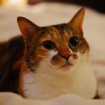 11056017_763992977031007_719141453_a