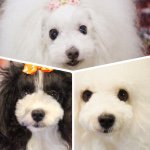 11355061_1445777225741973_1319947595_a