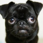 11007898_361761857360021_608587385_a