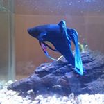 11375223_1632743107010517_1573419906_a