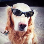 11419106_713855035408013_624002907_a