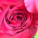 10831737_1586178311615486_1645437608_a