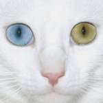 10693317_1550612805169189_1685181747_a