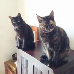 10454178_795685337189913_1157935704_a