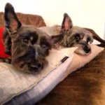 Profile_363203033_75sq_1388852036