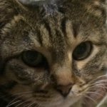 10986013_1583030421913673_141549078_a