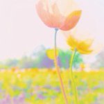 10623953_675375229224287_534542949_a