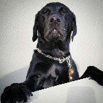 11049167_870440143015963_200047323_a