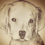 11419066_649465375153908_1979548772_a