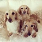 10401707_572748772838903_1666765039_a