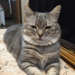 11257035_446370972191164_238876963_a