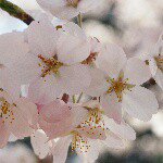 11137896_897251747004707_1609161340_a