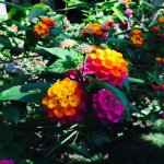 11355133_933268240027319_5050023_a