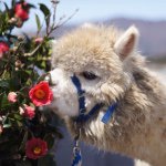 11379733_1604589949782093_737602835_a