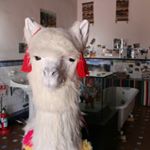 11325122_667078296760146_1919768434_a