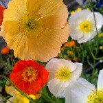 Profile_362786330_75sq_1370987656