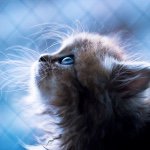 11056000_712372678881966_1173195220_a