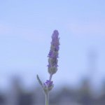 10903483_859875184035049_1564363597_a