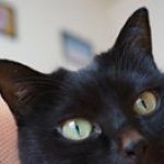 11312406_485056974985813_1194798411_a