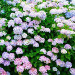 1971362_1652889188278079_953834172_a