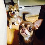 11351637_1641129496130752_636608794_a