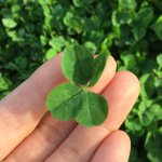 11137980_677415525720581_1038766649_a