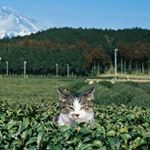 11378460_742832735842337_1197512473_a