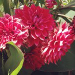 10735399_975161182497817_2105927124_a