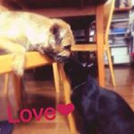 11380940_795791707204454_557051975_a