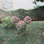 11313380_1630530497164132_698295405_a