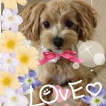 10755818_859746367392470_794219321_a