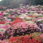 11184579_1592480894367509_707454977_a