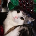 10413891_736028349792463_1824568322_a