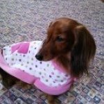 11330787_1676599682562025_37856523_a