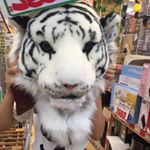 10732046_601542143319264_368589528_a