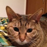 10946648_1560293880888189_793296601_a