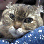 11111497_406482882858600_1455273524_a