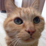 10499102_936181166414309_808338784_a