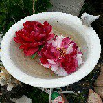 11381865_830022837085380_1180861058_a