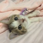 10598410_520224471446237_1265205786_a