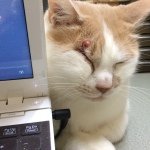 11373929_681763785287997_2134709404_a